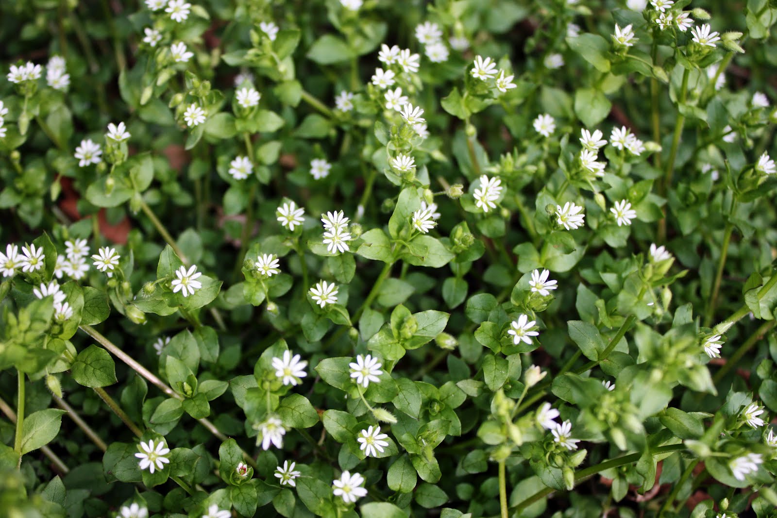 Chickweed%20Grouping.jpg