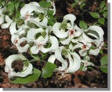 Picture of Cornus florida