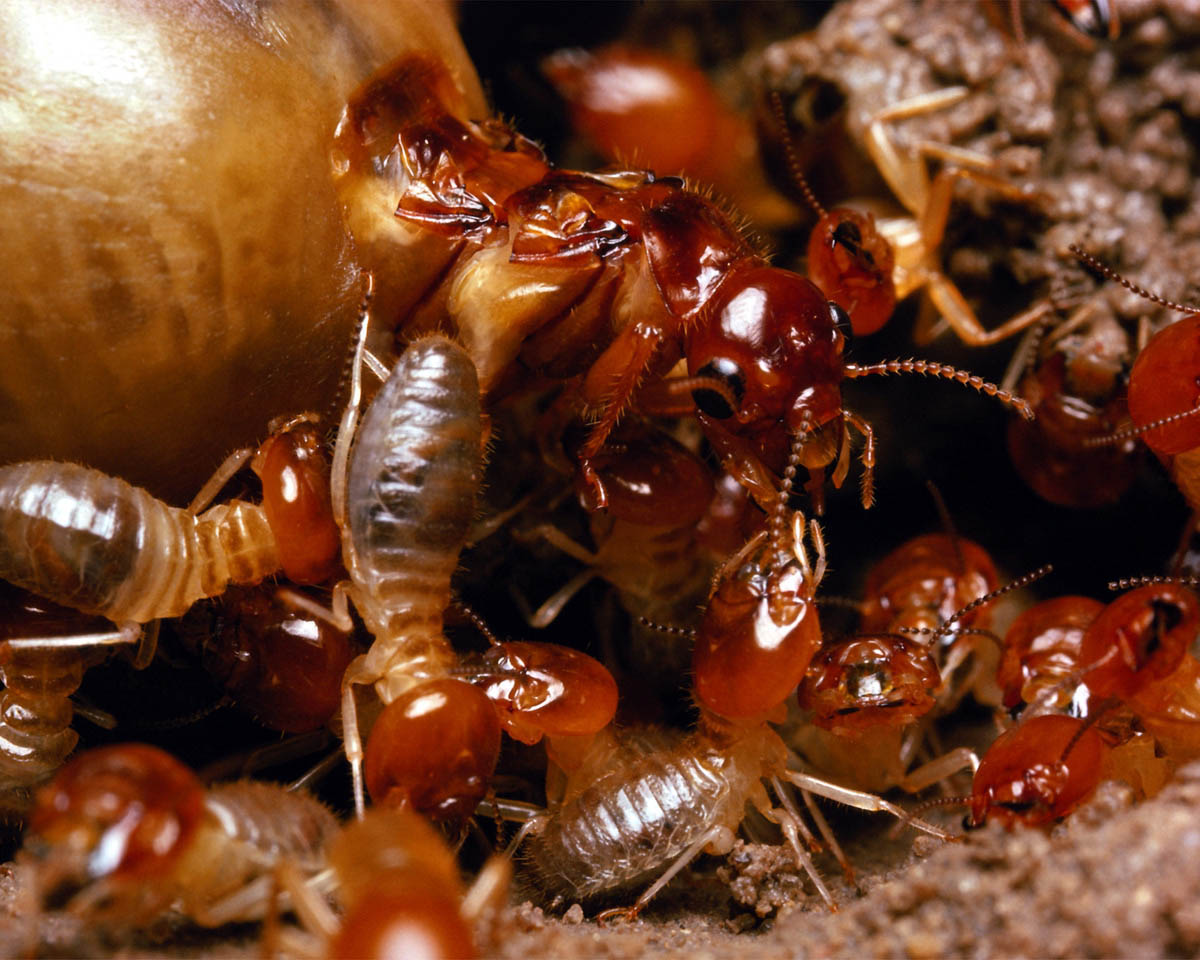 termites in maryland