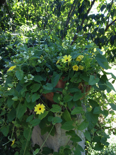 for vines trellis flowering small in Vines Flowering Container Your Outside Using Gardensâ€¦â€¦â€™Think