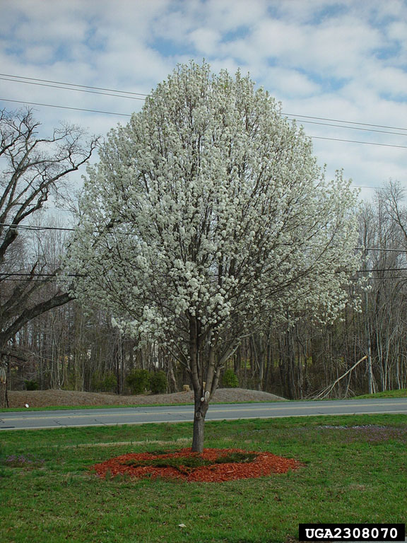 Are Bradford Pear Trees Invasive? Understanding the Pros And Cons 