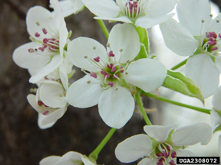 The Pros Cons Of Bradford Pears Avas Flowers